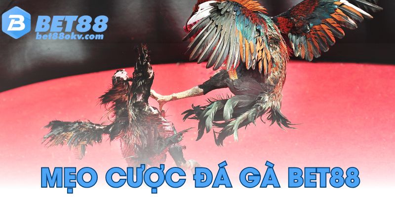 Mẹo cược đá gà Bet88